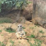 Tierpark BO 7ab 23_06_25 (7)