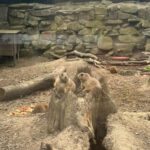 Tierpark BO 7ab 23_06_25 (9)