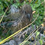 Tierpark BO 7abc 2026 (14)