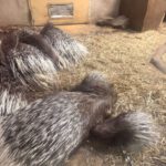 Tierpark BO 7abc 2026 (15)