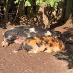 Tierpark BO 7abc 2026 (19)