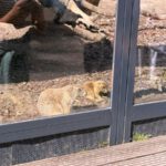 Tierpark BO 7abc 2026 (20)